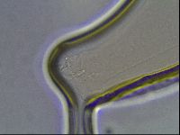 Pilatobius oculatus image