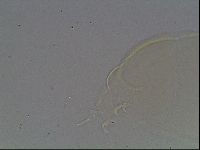 Pilatobius oculatus image