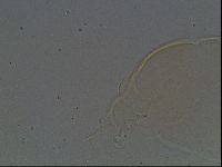 Pilatobius oculatus image