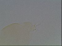 Pilatobius oculatus image
