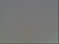 Pilatobius oculatus image