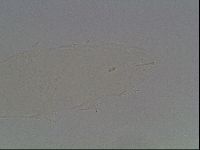 Pilatobius oculatus image