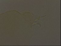 Pilatobius oculatus image