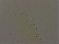 Pilatobius iltisi image