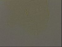 Pilatobius iltisi image