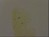 Pilatobius iltisi image