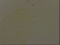 Pilatobius iltisi image