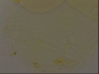 Pilatobius iltisi image