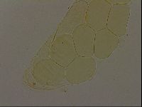 Pilatobius iltisi image