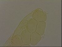 Pilatobius iltisi image