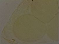 Pilatobius iltisi image