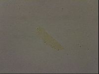 Pilatobius iltisi image