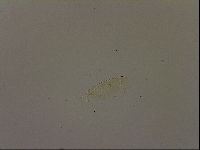 Pilatobius iltisi image