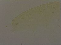 Pilatobius iltisi image