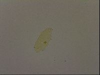 Pilatobius iltisi image