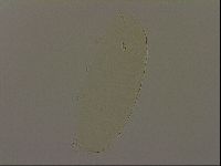 Pilatobius iltisi image