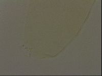 Pilatobius iltisi image