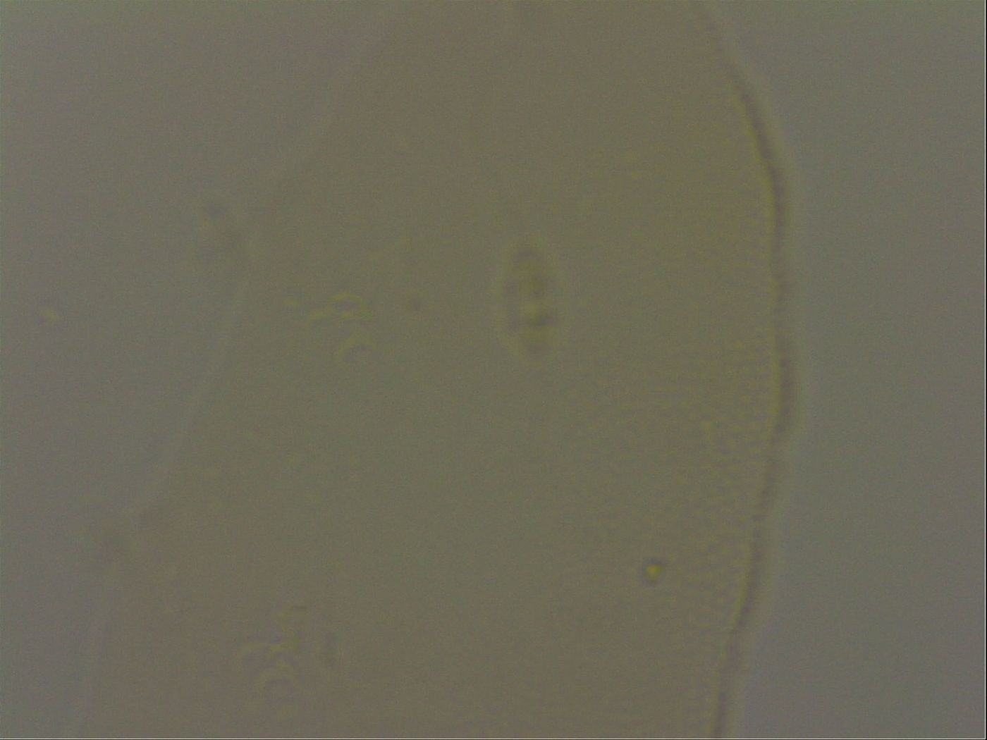 Pilatobius iltisi image