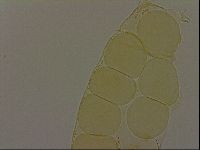 Pilatobius iltisi image