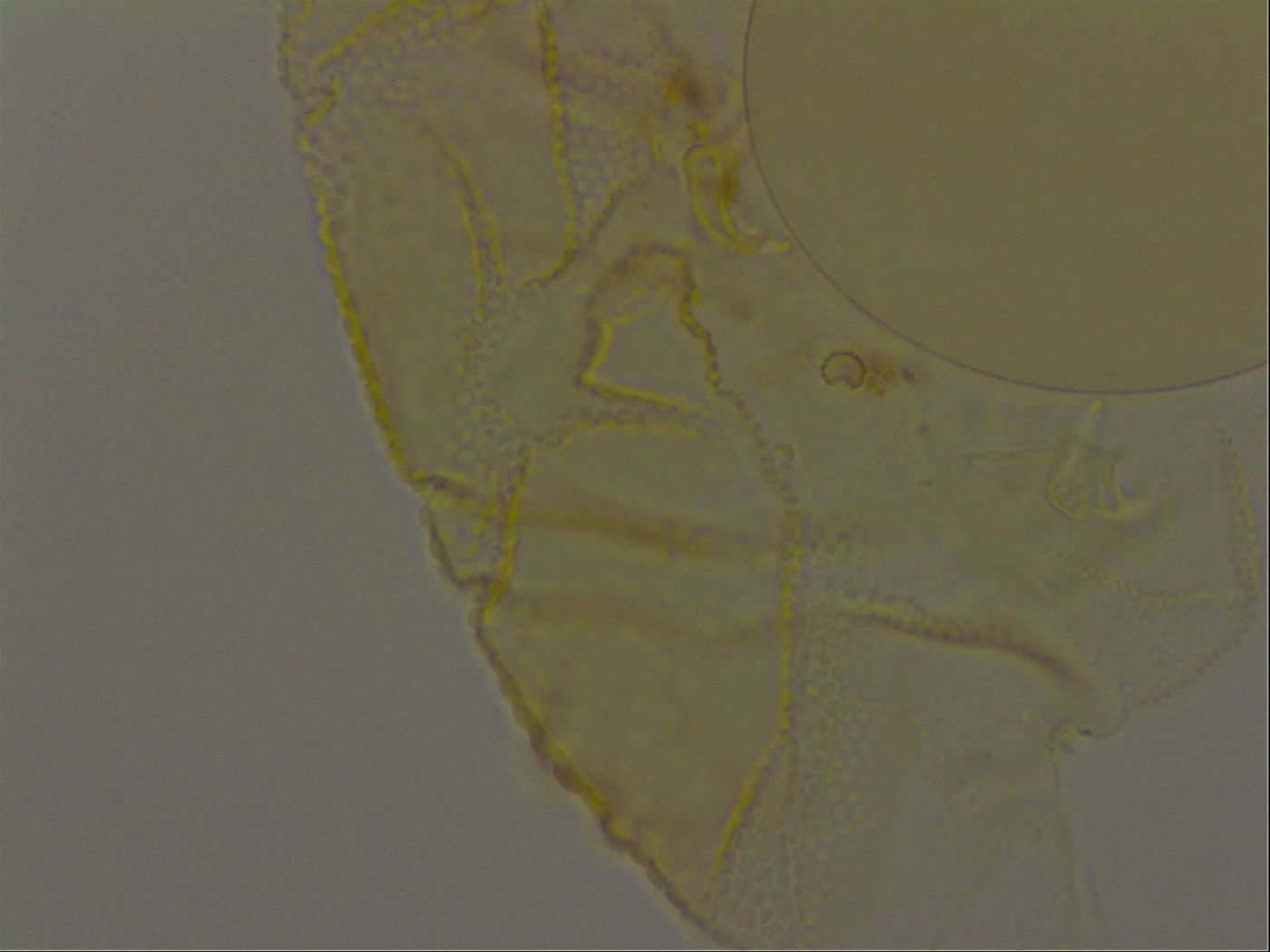 Pilatobius iltisi image