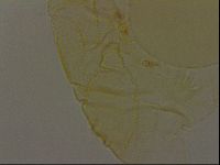 Pilatobius iltisi image