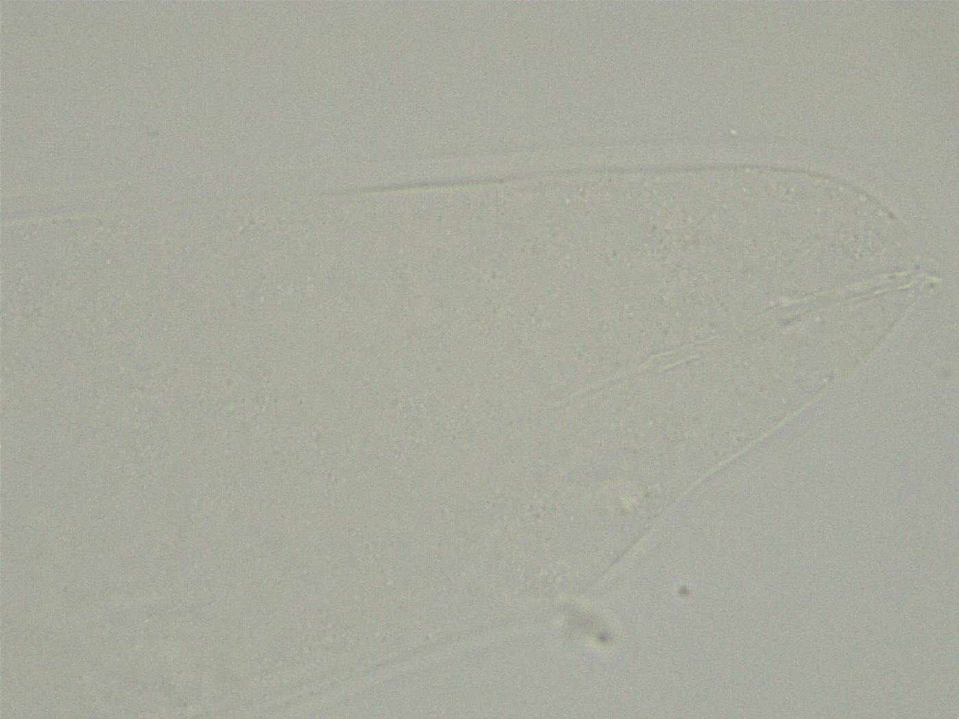Platicrista itaquasconoide image