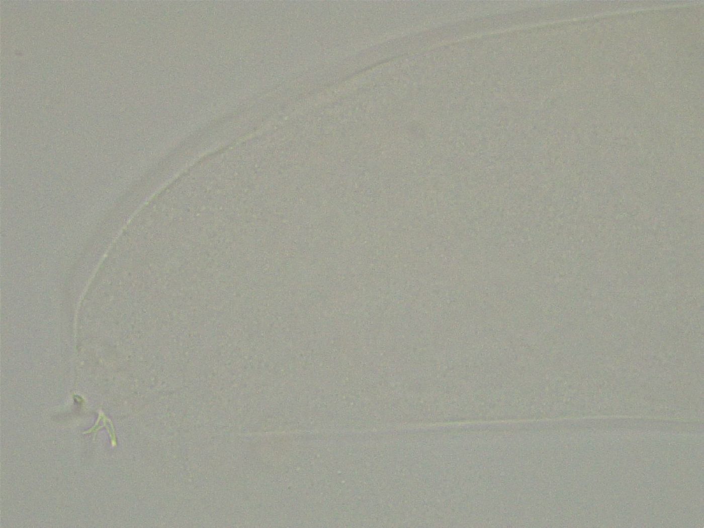 Platicrista itaquasconoide image