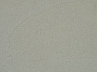 Platicrista itaquasconoide image
