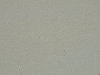 Media resource of Platicrista itaquasconoide