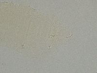Pilatobius iltisi image