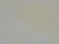 Pilatobius iltisi image