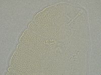 Pilatobius iltisi image