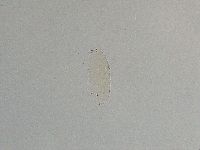 Pilatobius iltisi image