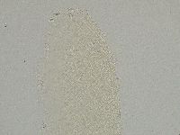 Pilatobius iltisi image