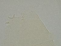 Pilatobius iltisi image