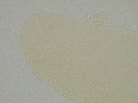 Pilatobius iltisi image
