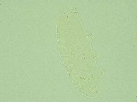 Pilatobius iltisi image