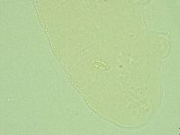 Pilatobius iltisi image