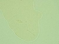 Pilatobius iltisi image