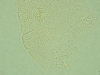 Pilatobius iltisi image