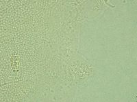 Pilatobius iltisi image