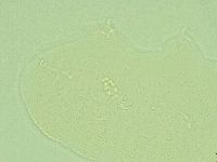 Pilatobius iltisi image