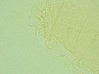 Pilatobius iltisi image
