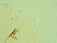 Pilatobius iltisi image