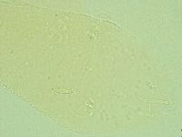Pilatobius iltisi image