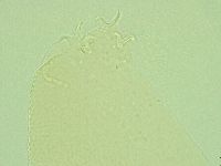 Pilatobius iltisi image