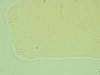 Pilatobius iltisi image