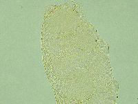Pilatobius iltisi image