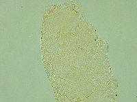 Pilatobius iltisi image