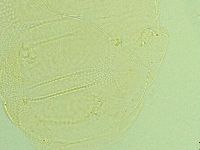 Pilatobius iltisi image